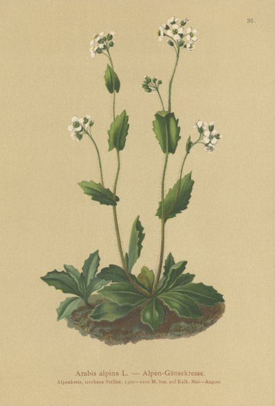 高山墙柏（Arabis alpina） 作者 德国学校