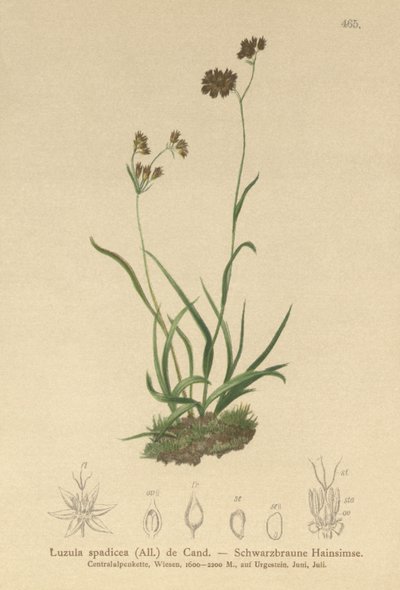 高山木冲（Alpinopilosa光泽，Luzula spadicea） 作者 德国学校