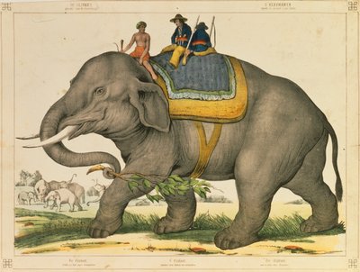 一只大象用来捕捉自己的图片大片，由约瑟夫施罗兹，美因茨，1860年出版 作者 德国学校