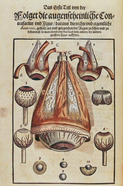 眼部解剖学，来自Ophthalmodouleia的Georg Bartisch（1535-1636）于1583年在德累斯顿出版（彩色木版画）（另见236712） 作者 德国学校