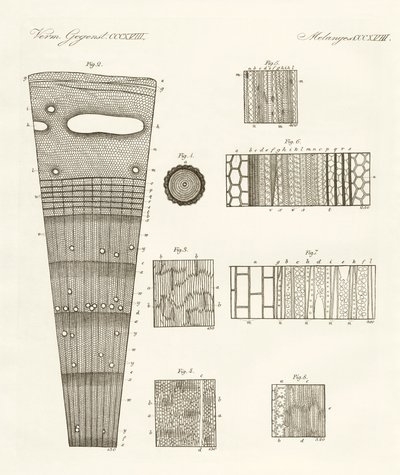 木头的解剖学（彩色雕刻品 作者 德国学校