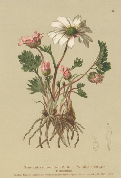 像银莲花（Ranunculus anemonoides，Callianthemum anemonoides） 作者 德国学校