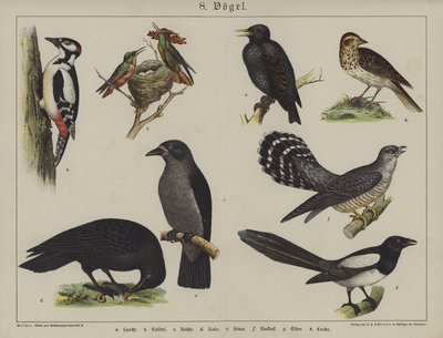 Animals (colour litho) 作者 德国学校