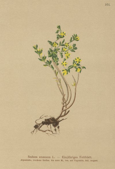年度景天（景天土豆） 作者 德国学校