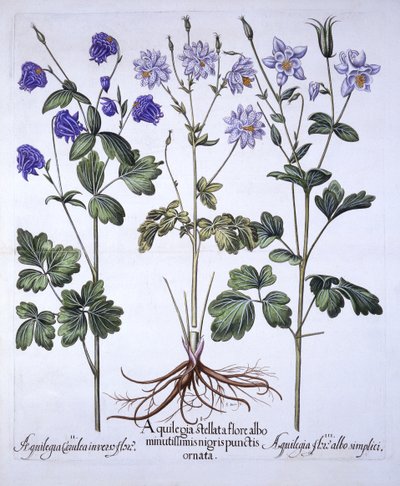 Aquilegia，来自Hortus Eystettensis，由Basil Besler（1561-1629），酒吧。 1613（手工彩色雕刻） 作者 德国学校