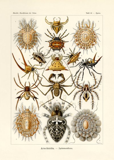 Arachnida，1899-1904 作者 德国学校