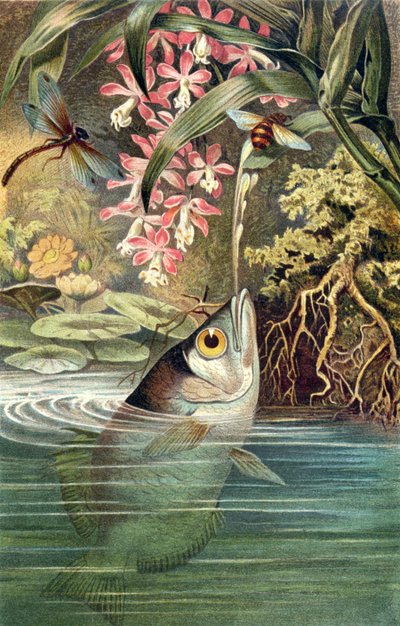 Archerfish，来自Brehms Tierleben的记录：Allgemeine Kunde des Tierreichs，vol.8，p.49，由Bibliographisches Institut出版，1892年 作者 德国学校