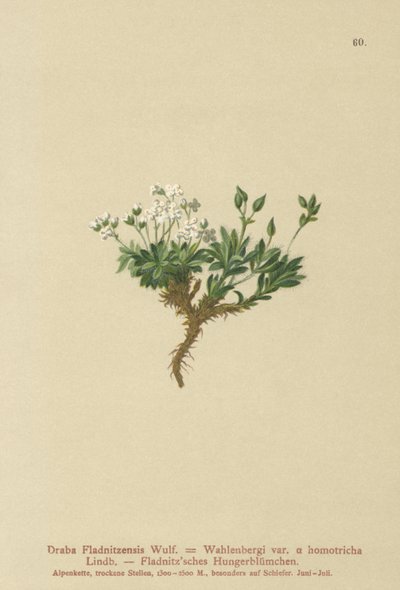 北极draba（Draba Fladnitzensis，Draba altaica，Draba Wahlenbergi） 作者 德国学校