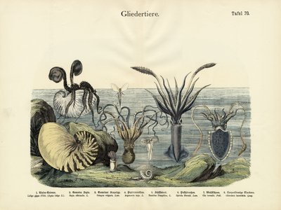节肢动物，1860年 作者 德国学校
