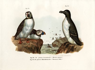Artic Puffin，1864 作者 德国学校