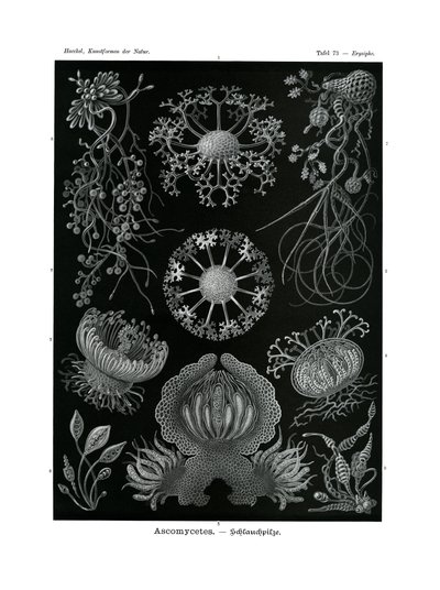 子囊菌，1899-1904 作者 德国学校