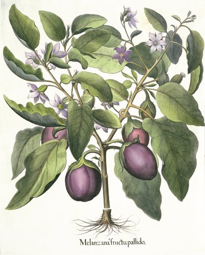 Aubergine：Melanzana果实苍白，来自Basil Besler（1561-1629）的Hortus Eystettensis，酒吧。 1613 作者 德国学校