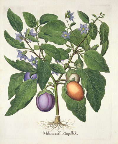 Aubergine：Melanzana fructu pallido，来自Basil Besler（1561-1629）的Hortus Eystettensis，酒吧。 1613（手工彩色雕刻） 作者 德国学校