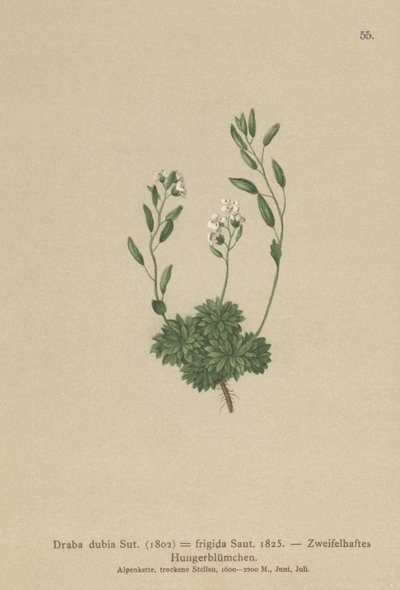奥地利Whitlow草（Draba dubia，Draba frigida） 作者 德国学校
