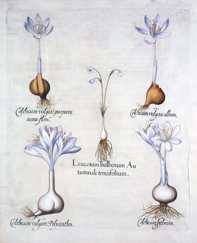 秋天雪花和草甸Saffrons，来自Hortus Eystettensis，由Basil Besler（1561-1629），酒吧。 1613（手工雕刻） 作者 德国学校