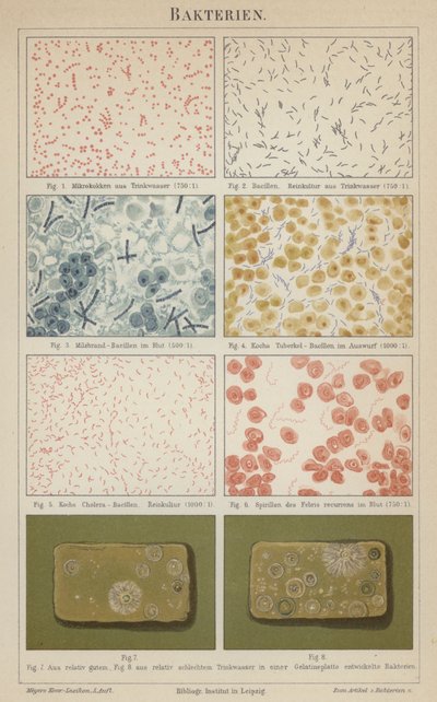 细菌（彩色石版画） 作者 德国学校