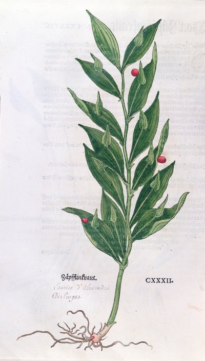 Baytree，由Leonhart Fuchs（1501-66）为植物标本馆的插图，出版于巴塞尔，1555年（彩色雕刻） 作者 德国学校