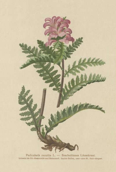 无喙红色Lousewort（Pedicularis recutita） 作者 德国学校