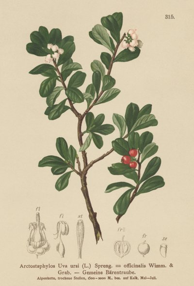 熊果（Arctostaphylos Uva ursi，Arctostaphylos officinalis） 作者 德国学校