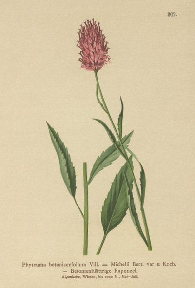 Betony-leaved Rampion（Phyteuma betonicaefolium） 作者 德国学校