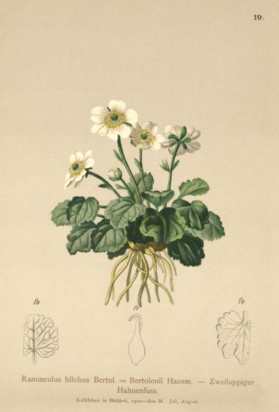Bilobo Buttercup（Ranunculus bilobus，Ranunculus Bertolonii） 作者 德国学校