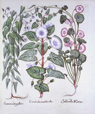 Bindweed，Dogs Bane和Sea Bindweed，来自Hortus Eystettensis，由Basil Besler（1561-1629），酒吧。 1613（手工彩色雕刻） 作者 德国学校