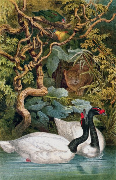 Black-Necked Swan，来自Brehms Tierleben的记录：Allgemeine Kunde des Tierreichs，vol.6，p.598，由Bibliographisches Institut出版，1892年 作者 德国学校