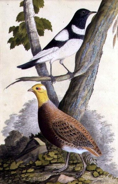 黑喉鸫（Turdus ruficollis）和鹧鸪（Perdix perdix），约1740（纸上水彩）。 作者 德国学校