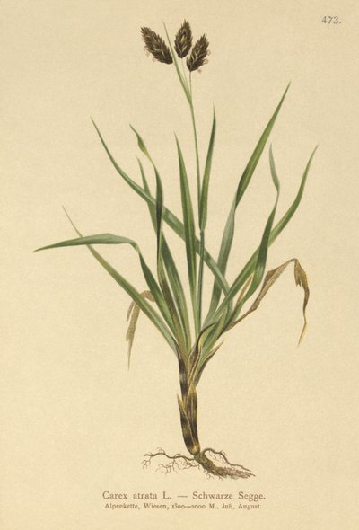 黑色高山莎草（Carex atrata） 作者 德国学校