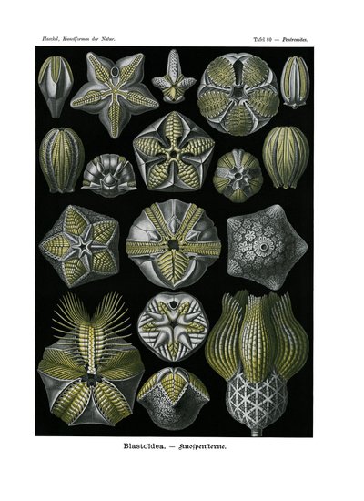 Blastoidea，1899-1904 作者 德国学校