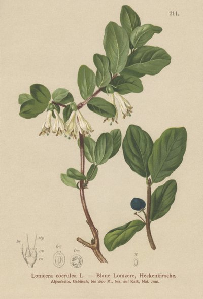 蓝金银花（Lonicera caerulea，Lonicera coerulea） 作者 德国学校