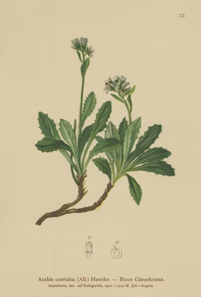 蓝墙水芹（Arabis caerulea，Arabis coerulea） 作者 德国学校