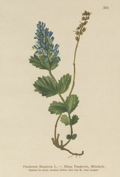 Bluish Paederota（Bonarota Municipality） 作者 德国学校