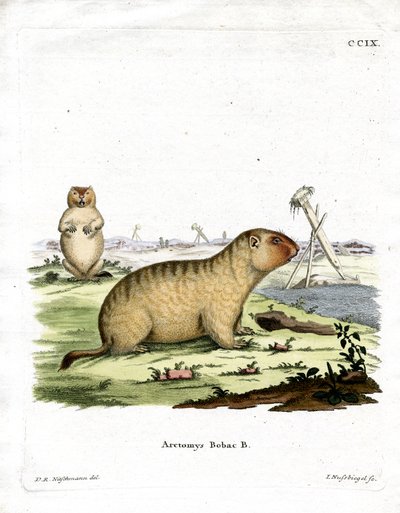 Bobac Marmot（彩色雕刻） 作者 德国学校