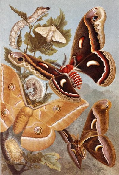 Bombycoid Moths, plate from "Brehms Tierleben:Allgemeine Kunde des Tierreichs", vol.9, p.410, published by Bibliographisches Institut 作者 德国学校