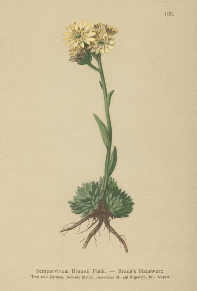 Brauns母鸡和小鸡（Sempervivum Braunii） 作者 德国学校