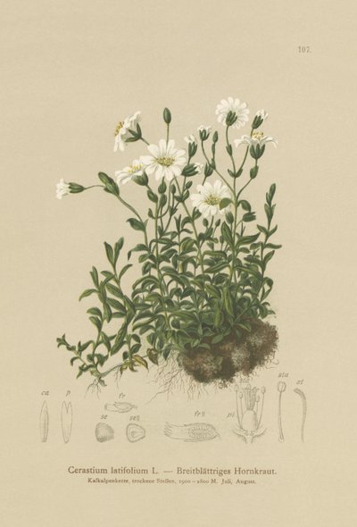 阔叶鼠耳（Cerastium latifolium） 作者 德国学校