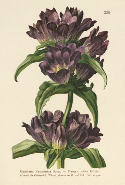 布朗龙胆（Gentiana Pannonica） 作者 德国学校