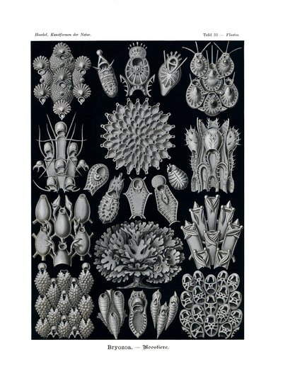 Bryozoa，1899-1904 作者 德国学校