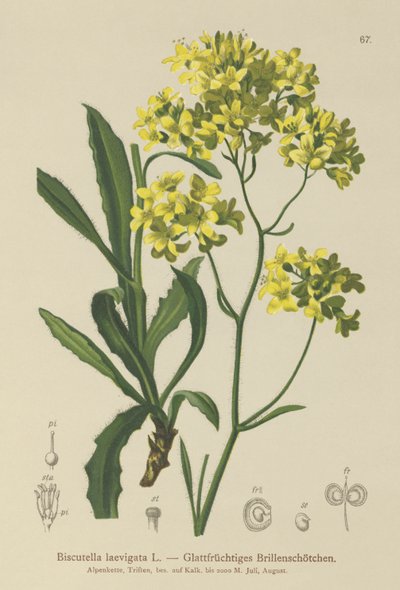 Buckler Mustard（Biscutella laevigata） 作者 德国学校