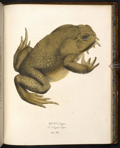 Bufo auga，蔗蟾或巨型海洋蟾蜍，选自慕尼黑约翰-巴蒂斯特-冯-斯皮克斯的《新动物......》。 作者 德国学校