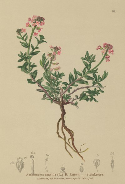 烧焦的Candytuft（Aethionema saxatile，Thlaspi saxatile） 作者 德国学校