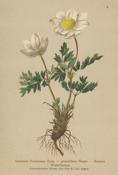Bursers Anemone（Anemone Burseriana，Anemone grandiflora） 作者 德国学校