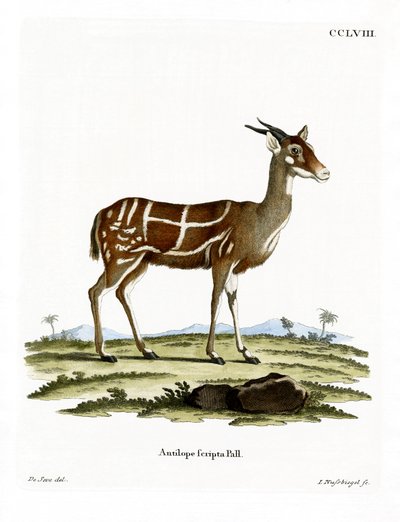Bushbuck （彩色雕刻） 作者 德国学校