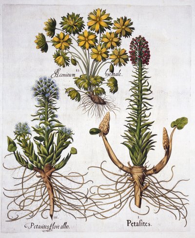 Butterburs和Winter Aconite，来自Hortus Eystettensis，由Basil Besler（1561-1629），酒吧。 1613（手工雕刻） 作者 德国学校