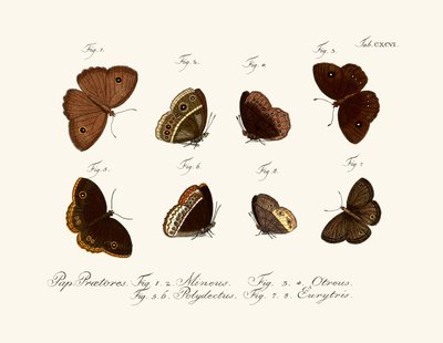 Butterflies 作者 德国学校