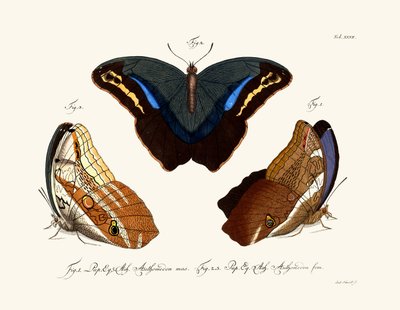 Butterflies 作者 德国学校