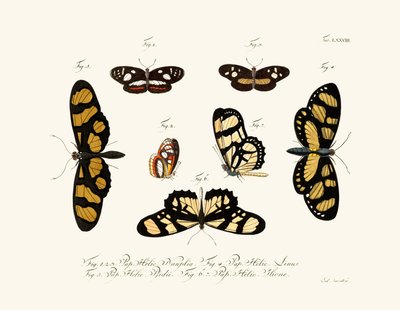 Butterflies 作者 德国学校