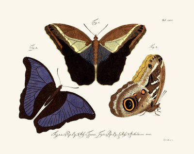 蝴蝶，1783-1806 作者 德国学校