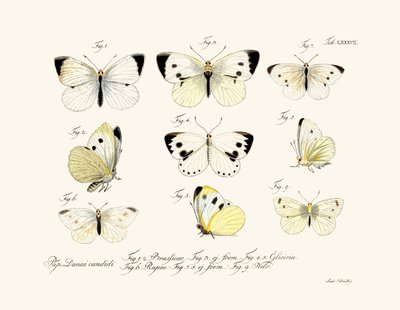 蝴蝶，1783-1806 作者 德国学校